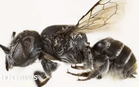 Devil-Horned ‘Lucifer’ Bee Species Discovered in Australia