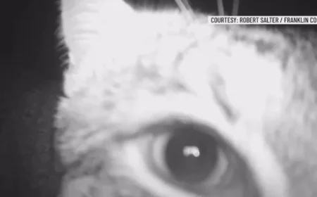 Curious Bobcat Caught on Trail Camera in Franklin County