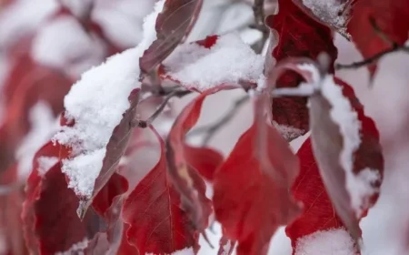 Central Indiana Sees Significant Snowfall in First Winter Storm