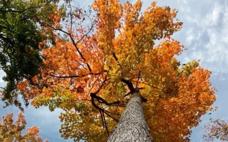 Autumn Temperatures Arrive for the Weekend