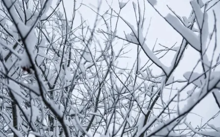 Ice Storm: Over 95% of Power Outages Reconnected