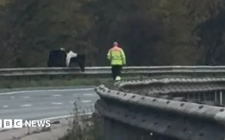 Loose Horse Halts Traffic on Berkshire’s M4 Stretch