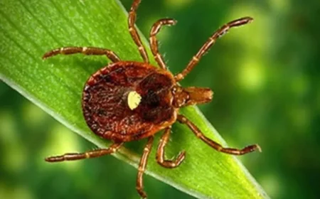 First Fatal Meat Allergy from Tick Bite Confirmed in New Jersey Death