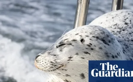 Seal Evades Killer Whales by Leaping onto Photographer’s Boat