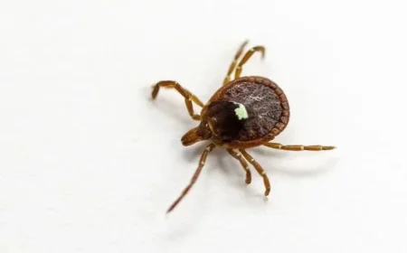 New Jersey Man Dies from Tick-Induced Meat Allergy