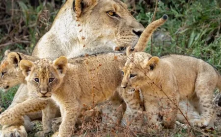 David Attenborough’s Kingdom Delivers Irresistible Soapy Thrills