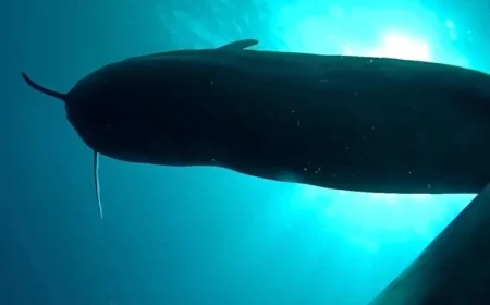 Researchers Tag 8 Hawaiian Pilot Whales, Discover “Unbelievable” Findings in Darkness