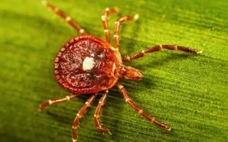 New Jersey Man’s Death Linked to Tick-Induced Meat Allergy