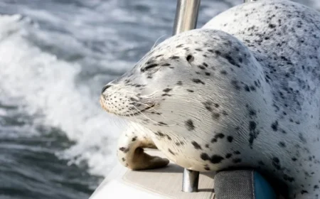 Photographer Captures Killer Whales Hunting Seal Near Seattle