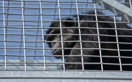 Escaped Chimp Safely Returned to Enclosure, Confirms Indianapolis Zoo