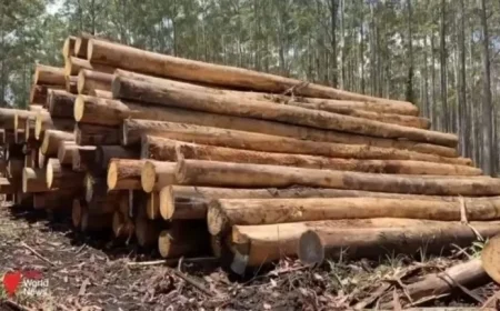 Native Logging Threatens Australia’s Climate Objectives