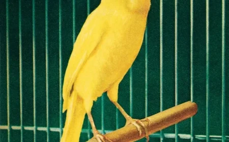 Canary XRP ETF Achieves Record Trading Volume Among 2023 Launches