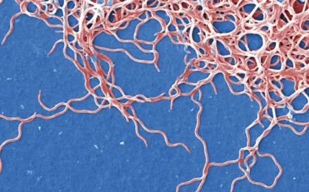 Manganese: Lyme Disease’s Double-Edged Sword Revealed