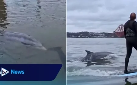 Dolphin Swims with Surfers Near Forth Bridge