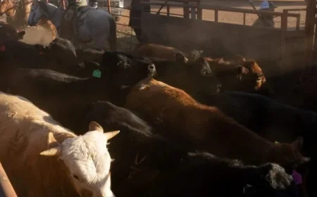 Beef Prices Set to Skyrocket 60% Next Year