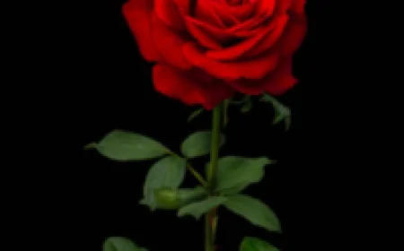 Paul Martin Rose: Key Insights and Influences