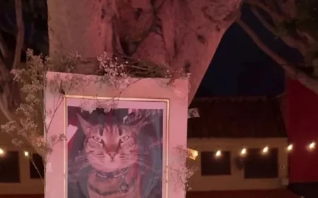 Waymo’s Success in San Francisco Marred by Driverless Car Incident Killing Cat