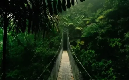 “I’m A Celeb Filming Location: Discover the Jungle’s Secrets”