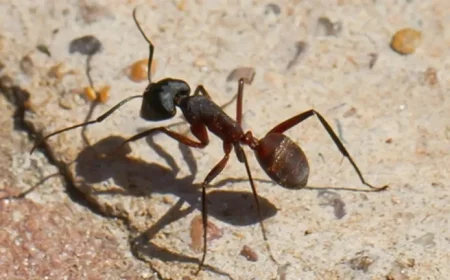 Bird-Inspired Robot Navigation System Eliminates GPS Dependence