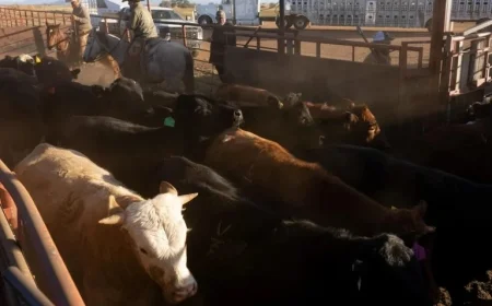 Beef Prices Set to Surge Nearly 60% Next Year