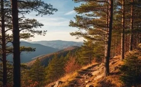 (Odaesan Weather Tomorrow) Clear Skies with a Very Cold Early Winter Trend