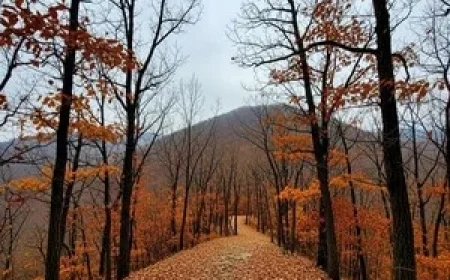 Chilly Early Winter Weather Expected Tomorrow on Chilgapsan Mountain