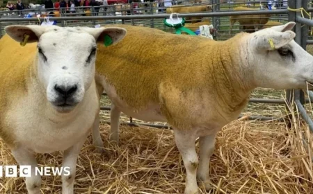 Isle of Man Continues Farm Veterinary Services on Interim Basis