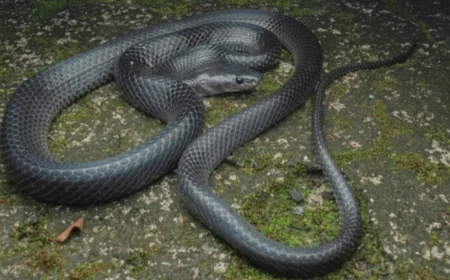 New Wolf Snake Discovered, Honors Steve Irwin’s Legacy