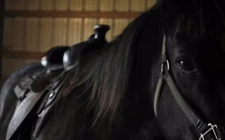 Equine Virus Outbreak Cancels Uvalde Rodeo Qualifier, San Antonio Rodeo Confirms