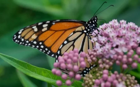 Trump Administration Moves to Weaken Protections for Threatened Species and Habitats