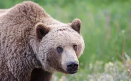 Grizzly Bear Attack in Bella Coola: Possible Injuries, Students Involved