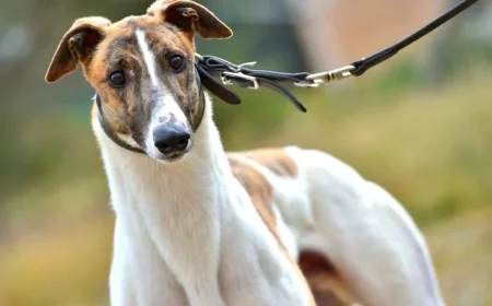 Legendary Greyhound Fernando Bale Passes Away (2013–2025)