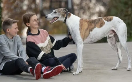 Fernando Bale, Famed Australian Racing Greyhound, Dies at 12