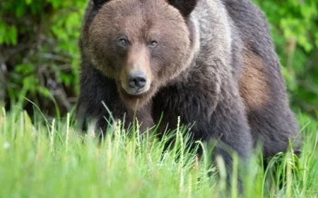 Bear and Cubs Possibly Involved in British Columbia Attack