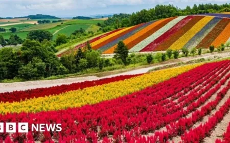 Japan Transforms Flower Island into Global Chip Industry Hub