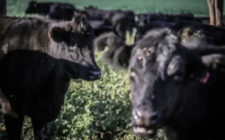 Australia Triumphs Despite Trump Tariffs on Gold, Beef Exports