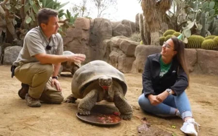 Galapagos Tortoise Gramma Passes Away at 141 at San Diego Zoo