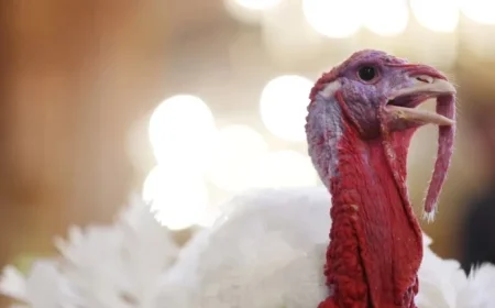 Turkey’s Journey to Thanksgiving Tables and Its Lexicon Impact