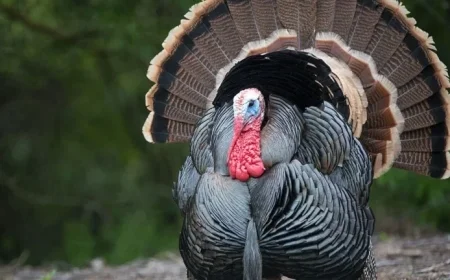 Dow Jones Futures Rise; ASML Leads Robinhood’s Top 5 Thanksgiving Buys