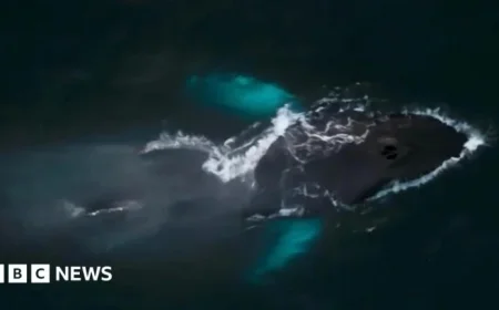 Pi the Whale Sighting Thrills Isles of Scilly More Than Christmas