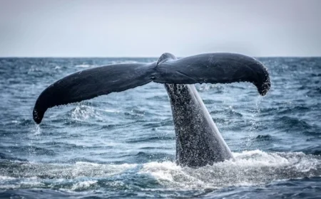 Famous Humpback Whale Returns to Isles of Scilly
