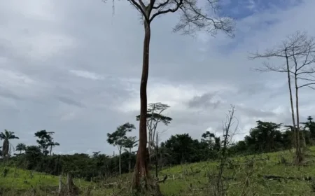 Chocolate Giants Drive Deforestation in West Africa’s Last Rainforest