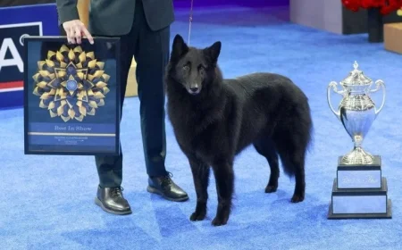 Soleil the Belgian Sheepdog Wins National Dog Show Title