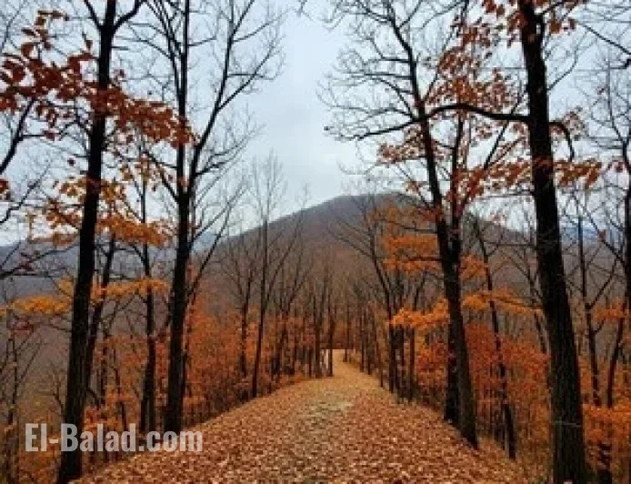 Chilly Early Winter Weather Expected Tomorrow on Chilgapsan Mountain