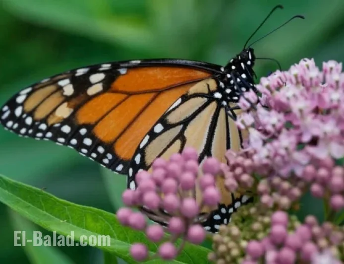 Trump Administration Moves to Weaken Protections for Threatened Species and Habitats