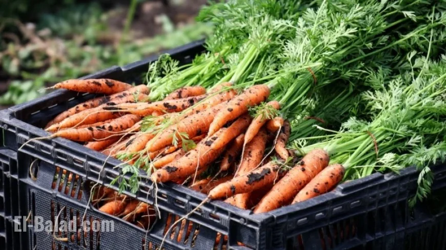 Minnesota Families Face Food Shortage as SNAP Benefits Dwindle