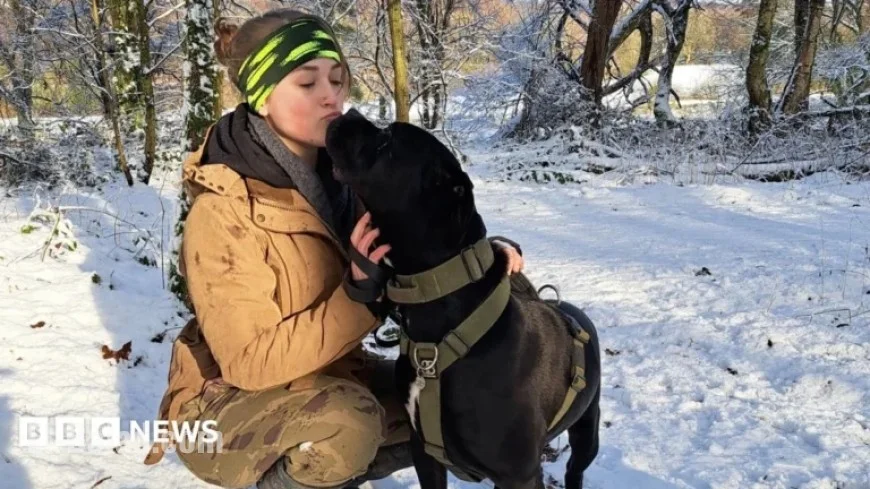 West Midlands Pet Owners: Fireworks Traumatize Our Animals