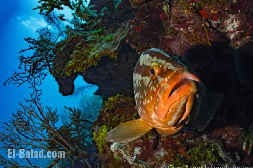 Belize Marine Conservation Successes and Challenges in Reef Protection