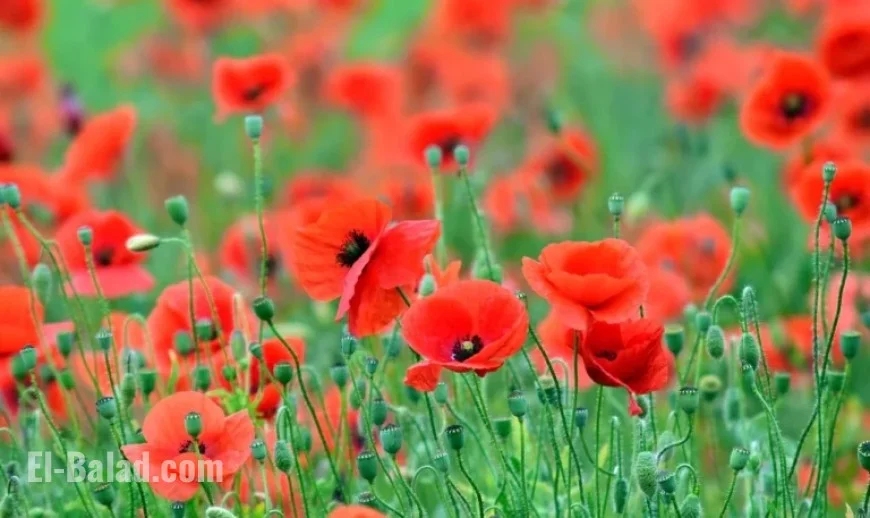 Honoring Sacrifice: Commemorating Remembrance Day