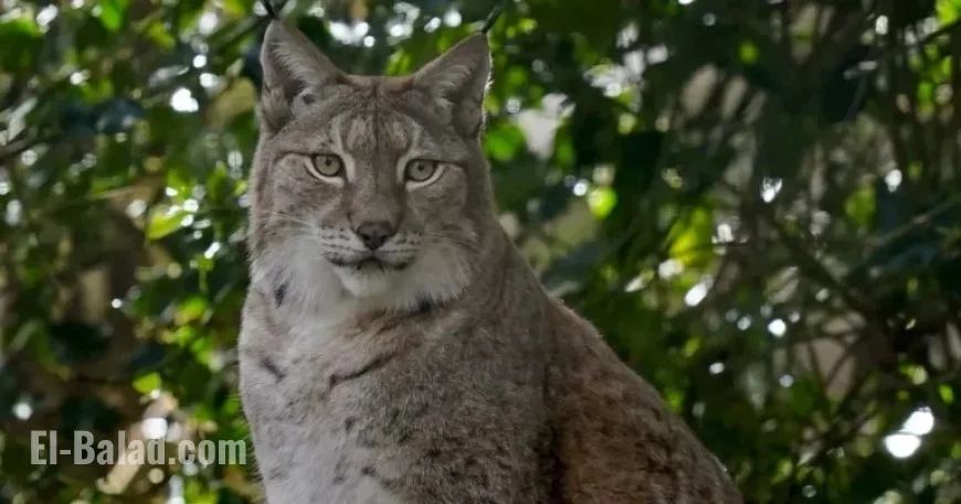 New Lynx Enclosure Brings Reintroduction in Northumberland Closer